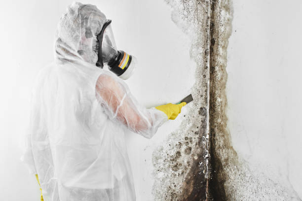 Best Certified Mold Removal  in Nissequogue, NY
