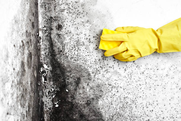 Best Commercial Mold Removal  in Nissequogue, NY