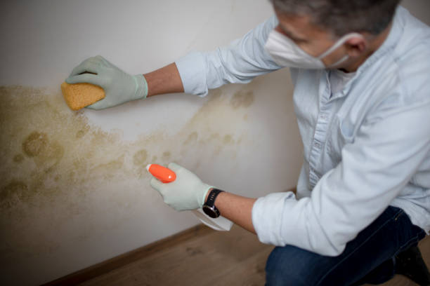 Office Mold Removal Services in Nissequogue, NY