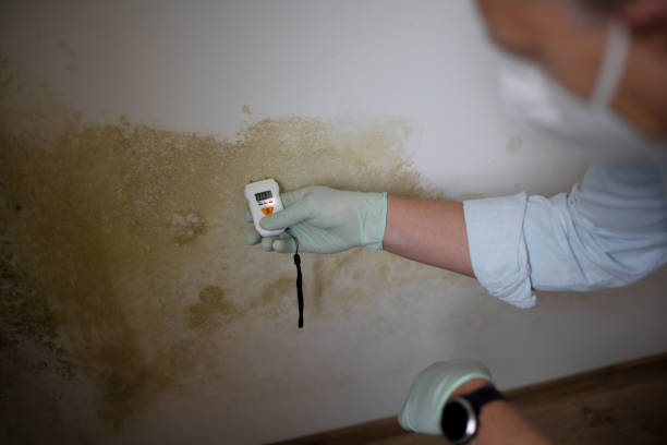 Best Emergency Mold Removal  in Nissequogue, NY