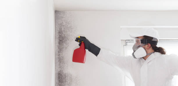 Best Local Mold Removal Service  in Nissequogue, NY