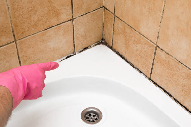 Best Attic Mold Removal  in Nissequogue, NY